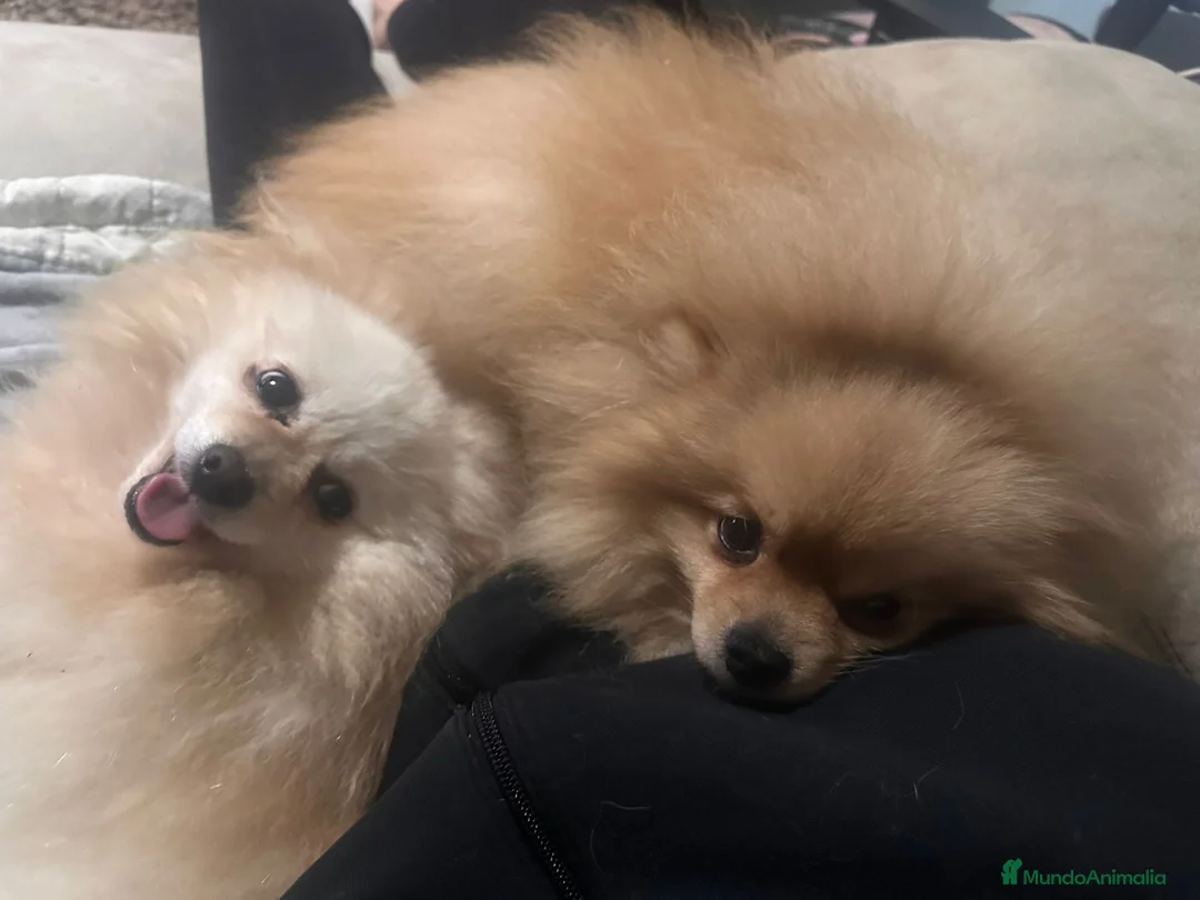 Pomerania perros en venta: Pomerania hembra - Anuncio 2