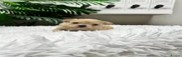 Maltipoo perros en venta: MALTIPOO TOY COREANOS  - Anuncio 18