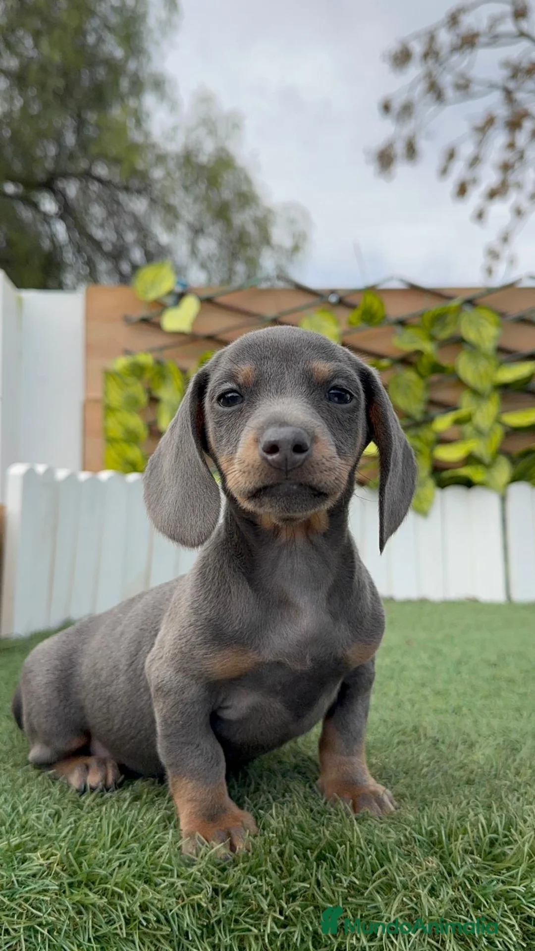 Teckel Miniatura perros en venta: TECKEL MINIATURA BLE - Anuncio 7