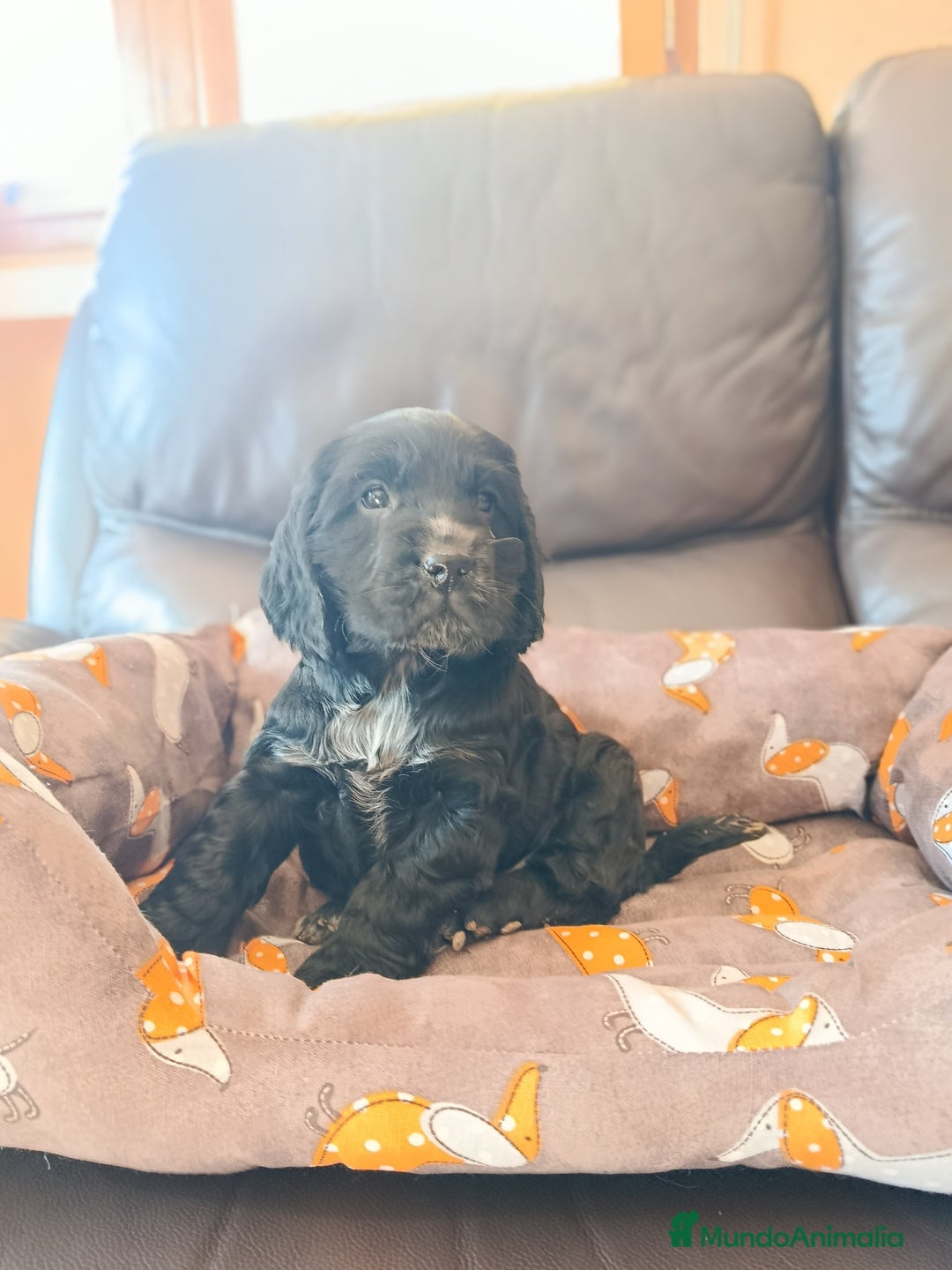 Cocker Spaniel Inglés perros en venta: cocker spaniel ingles - Anuncio 3