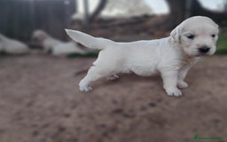 Golden Retriever perros en venta: PRECIOSOS GOLDEN RETRIEVER  - Imagen 4