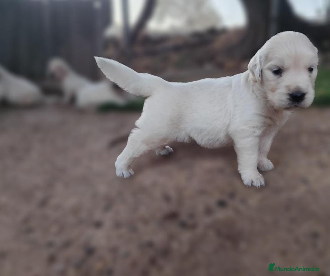 Golden Retriever perros en venta: PRECIOSOS GOLDEN RETRIEVER  - Imagen 4