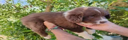 Border Collie perros en venta: Bordell collin De Campeonato Únicos Calidad - Anuncio 1