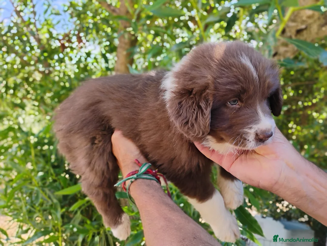 Border Collie perros en venta: Bordell collin De Campeonato Únicos Calidad - Anuncio 1