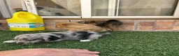 Pomchi perros en venta: Cruzaditos de chihuahua y pomerania  - Anuncio 14