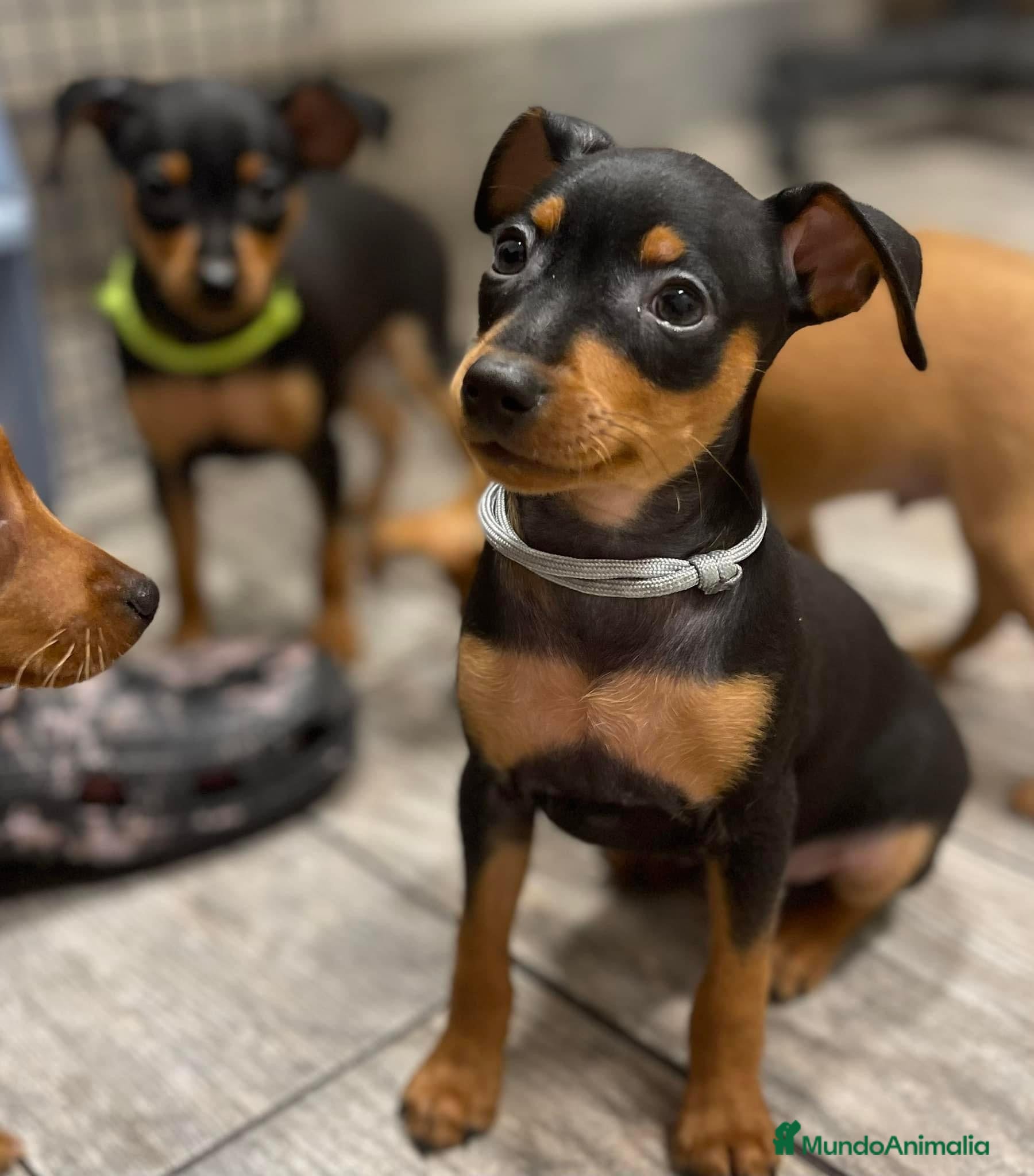 Pinscher Miniatura perros Pinscher mini socializados !!!  en Ciudad Real - Anuncio 31