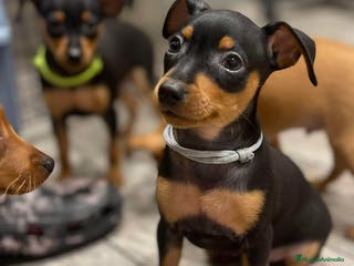 Pinscher Miniatura perros Pinscher mini socializados !!! en Ciudad Real - Anuncio 14