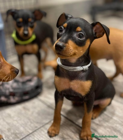 Pinscher Miniatura perros en Ciudad Real - Anuncio 16