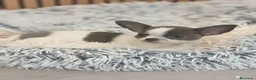 Chihuahua perros en venta: Chihuahua Toy Machitos  - Anuncio 8