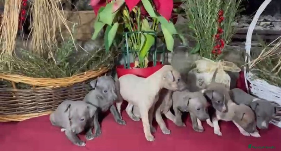 Whippet perros en venta: Whippet blue y Verdino  - Anuncio 16