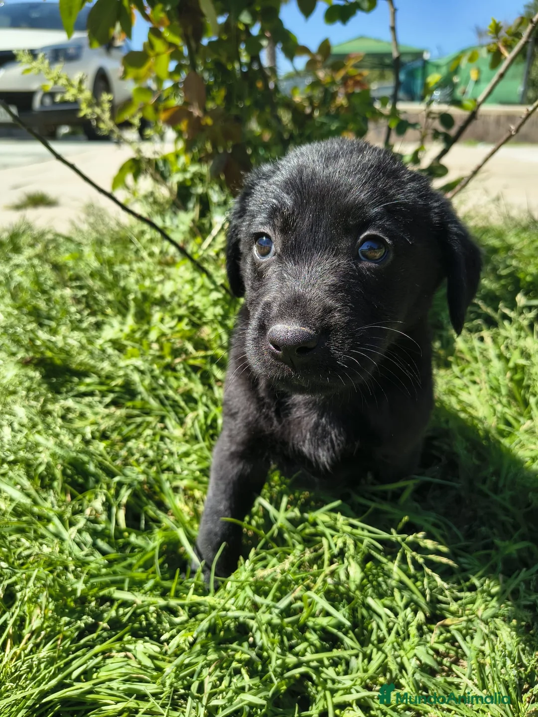 Labrador Retriever perros en venta: Preciosa hembra labradora negro fuego - Anuncio 1