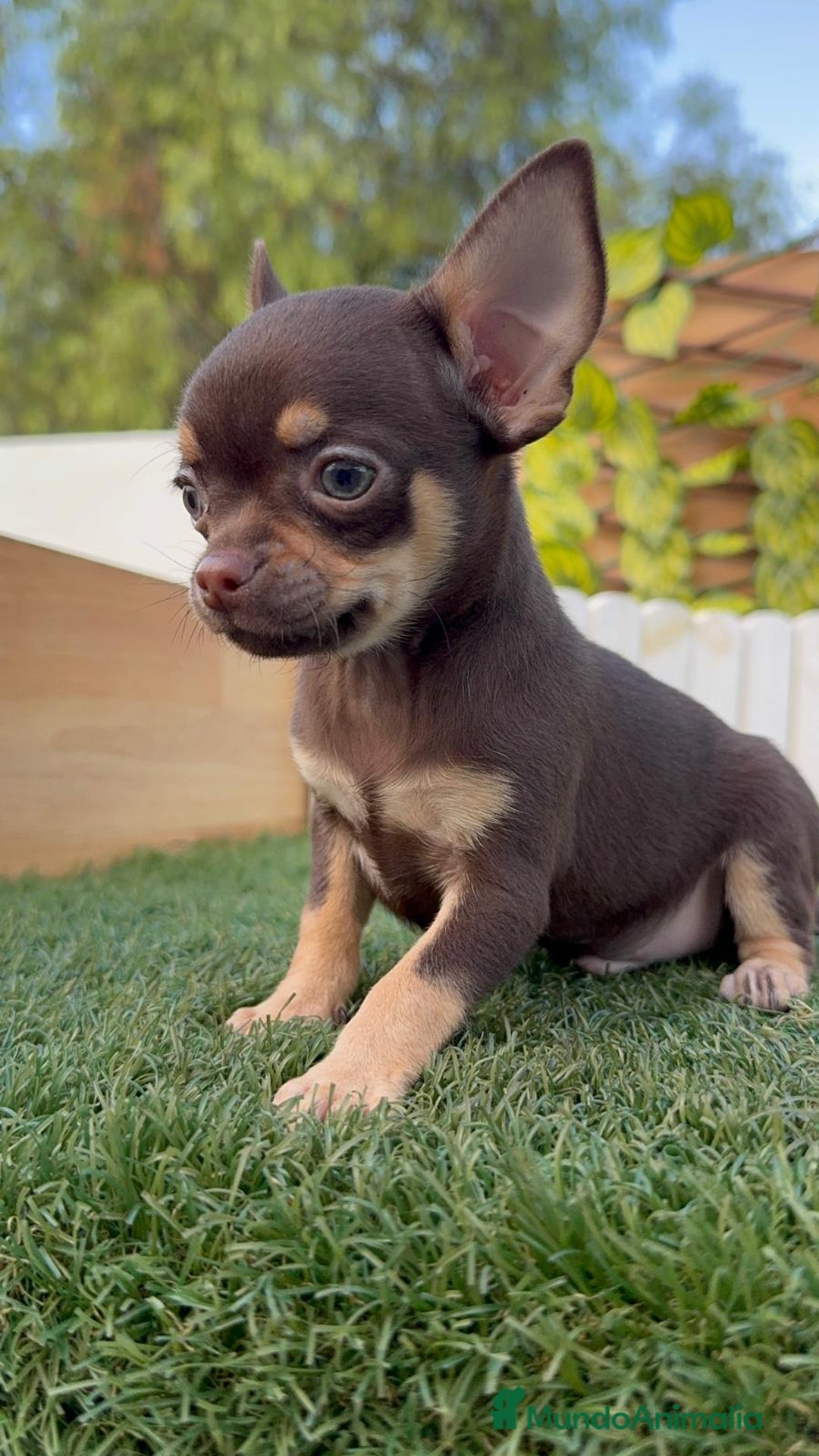 Chihuahua perros en venta: CHIHUAHUA MACHO - Imagen 22