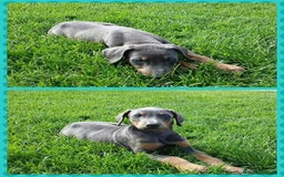 Dobermann perros en venta: DOBERMAN BLUE DE CALIDAD , LLÁMENOS  608 76 13 65  - Imagen 5