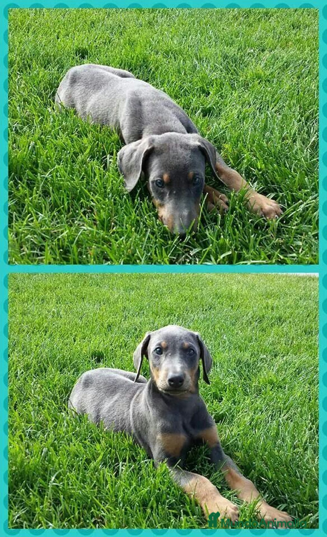 Dobermann perros en venta: DOBERMAN BLUE DE CALIDAD , LLÁMENOS  608 76 13 65  - Imagen 5
