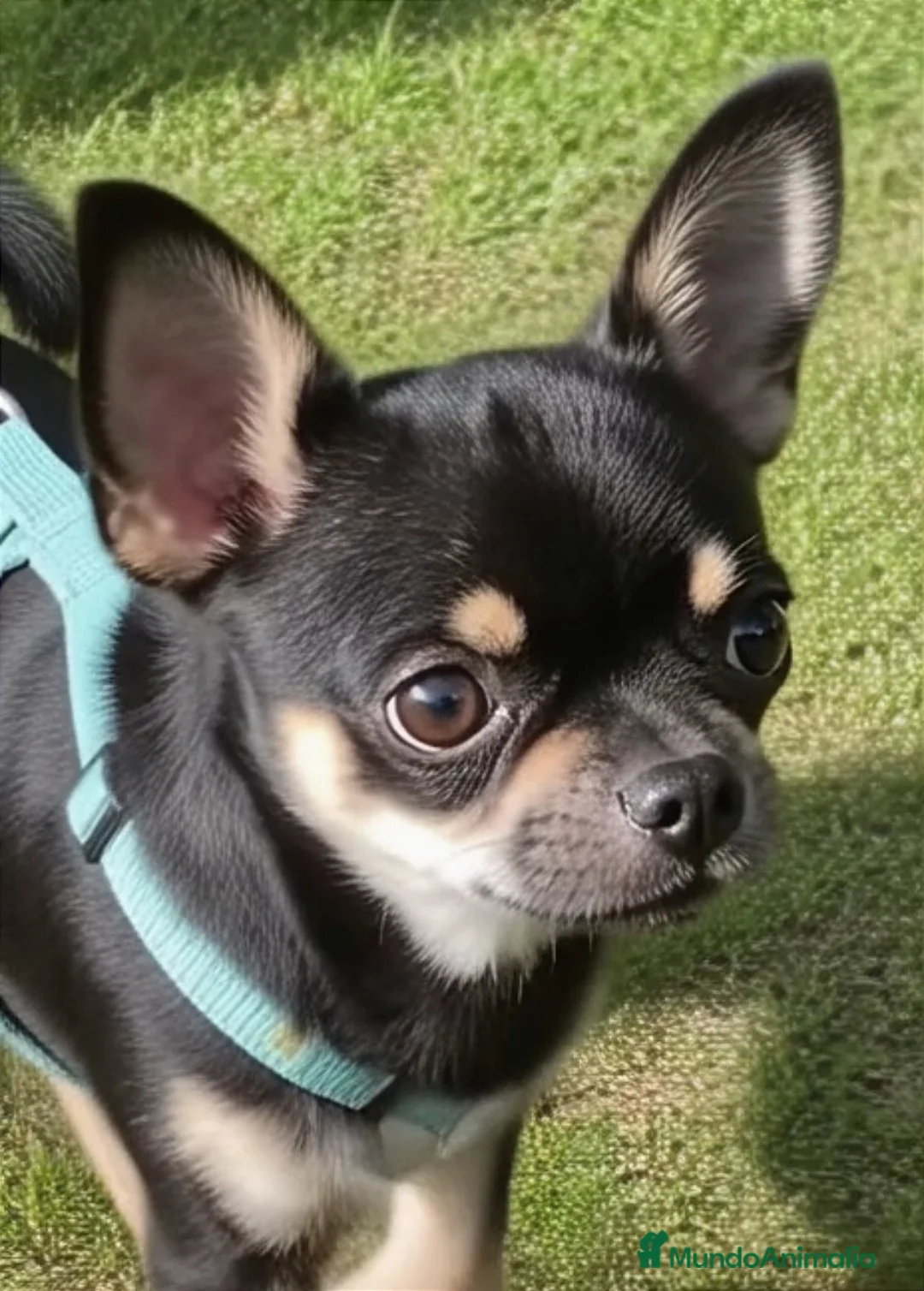 Chihuahua perros en venta: Chihuahua muy bonito - Anuncio 5