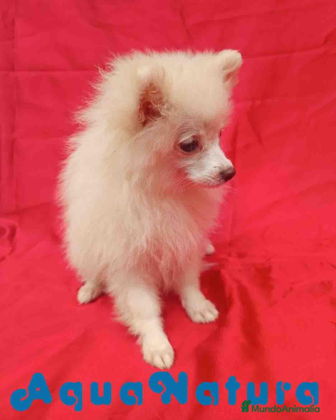 Pomerania perros en venta: Pomerania Hembra 8297 AQUANATURA - Anuncio 4