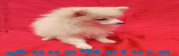 Pomerania perros en venta: Pomerania Hembra 8297 AQUANATURA - Anuncio 1