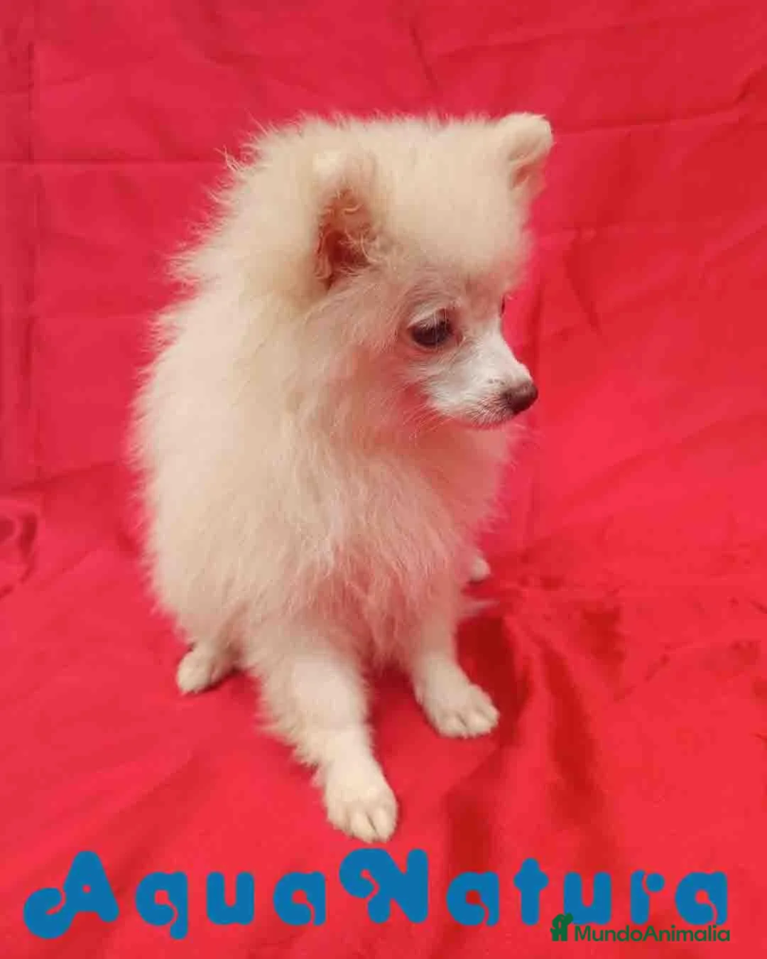 Pomerania perros en venta: Pomerania Hembra 8297 AQUANATURA - Anuncio 1