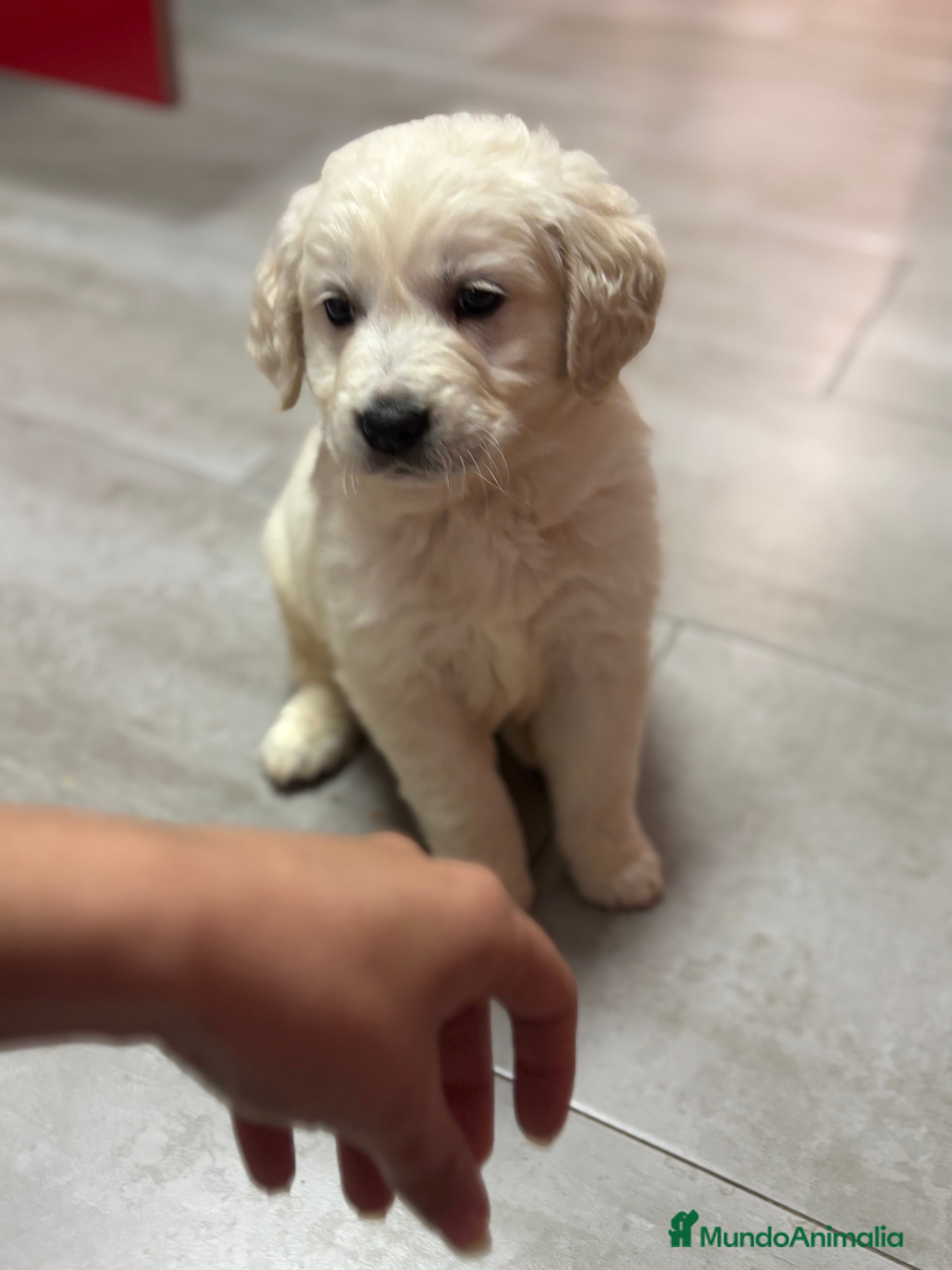 Golden Retriever perros Último macho disponible!!! Golden retriever  en Alicante - Anuncio 1