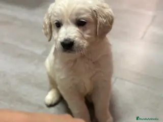 Golden Retriever perros Último macho disponible!!! Golden retriever en Alicante - Anuncio 1