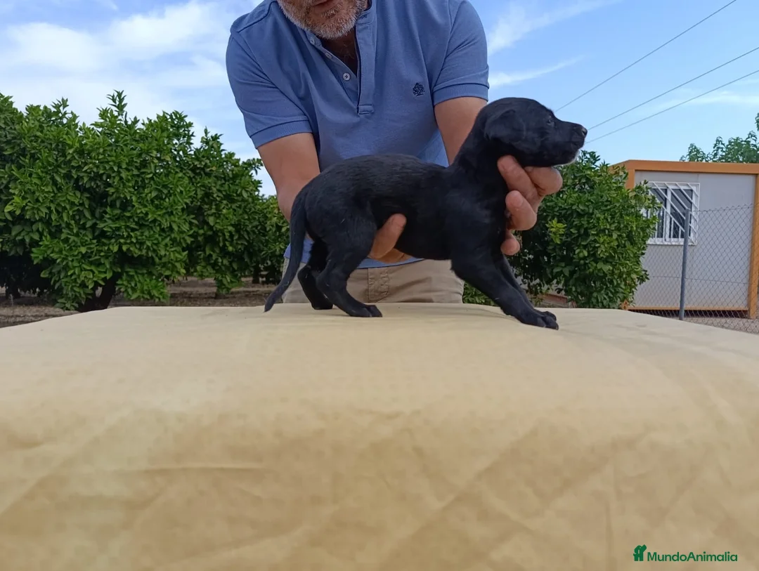 Galgo Español perros en venta: camada galgo español - Anuncio 8