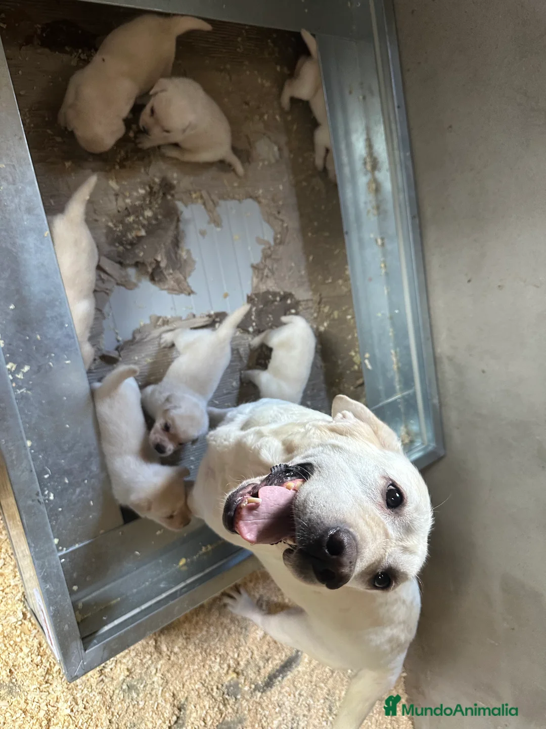 Labrador Retriever perros en venta: LABRADOR AMARILLO DISPONIBLES - Anuncio 6