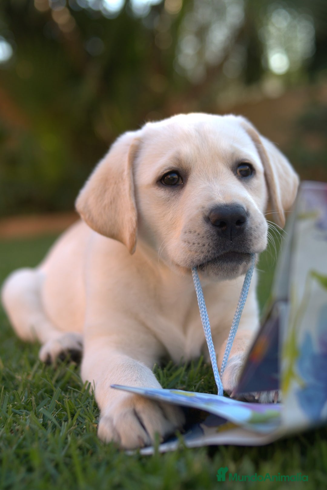 Labrador Retriever perros en venta: Cachorros labrador amarillo top - Imagen 3