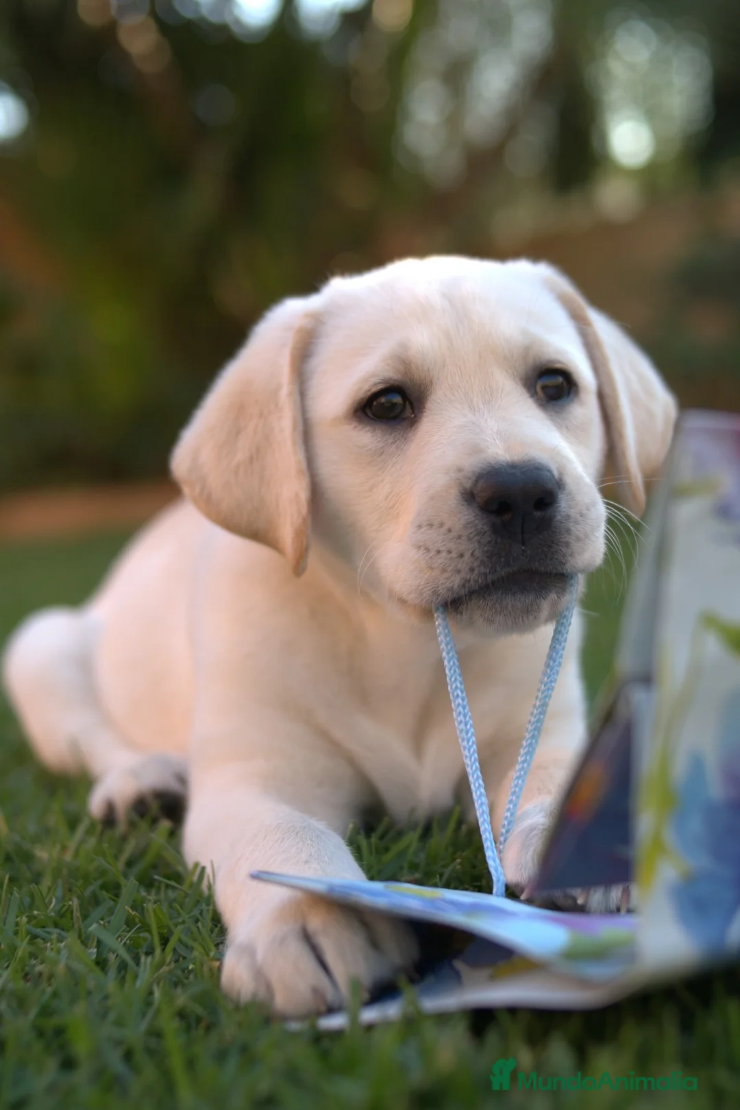 Labrador Retriever perros en venta: Cachorros labrador con pedigree  - Anuncio 3