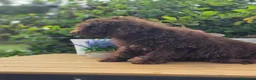 Perro de Agua Español perros en venta: Perro de aguas - Anuncio 3
