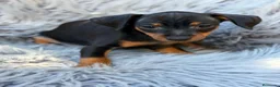 Pinscher Miniatura perros en venta: Pinscher miniatura macho💙🐾 - Anuncio 5