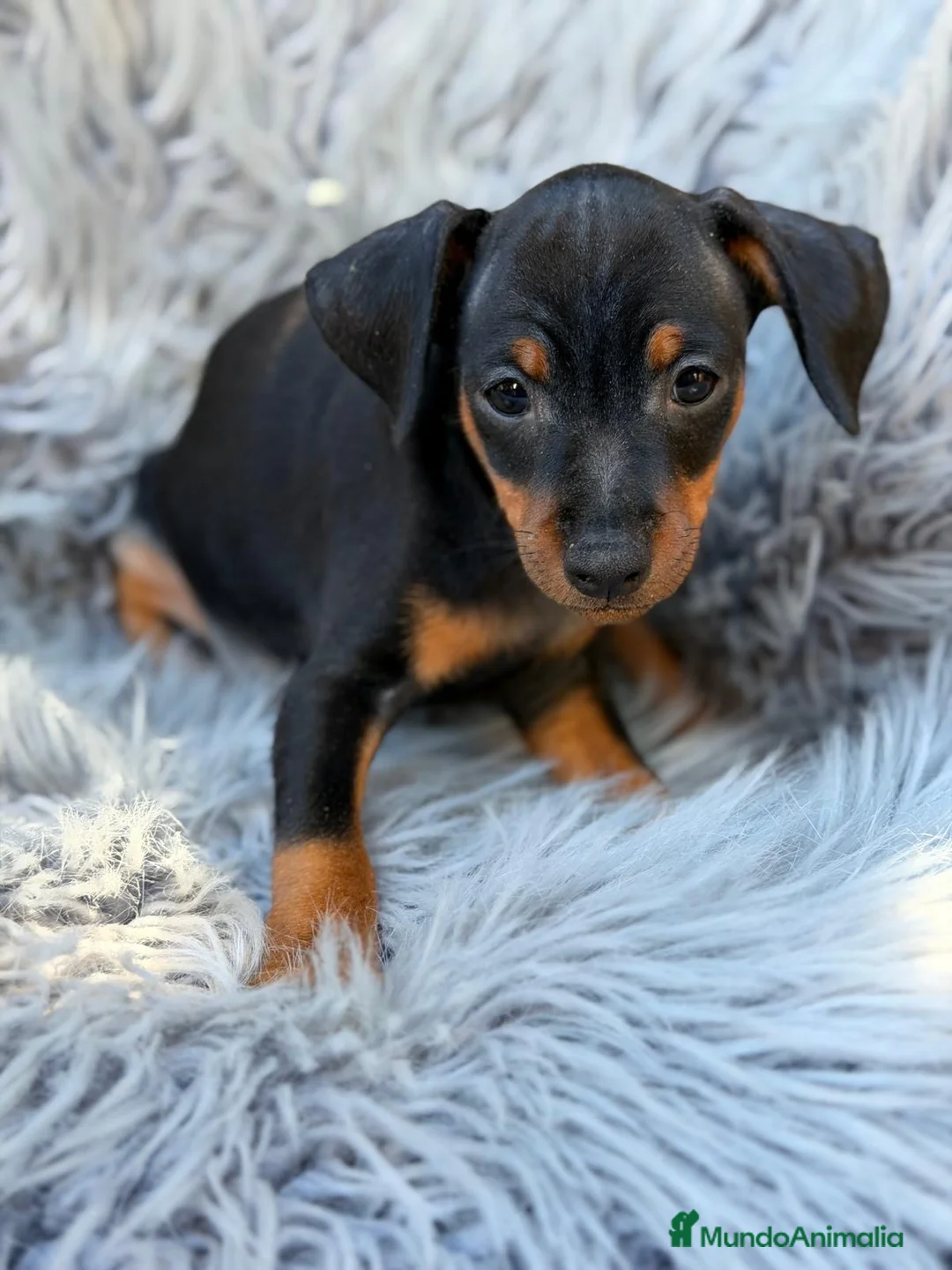 Pinscher Miniatura perros en venta: Pinscher miniatura macho💙🐾 - Anuncio 5