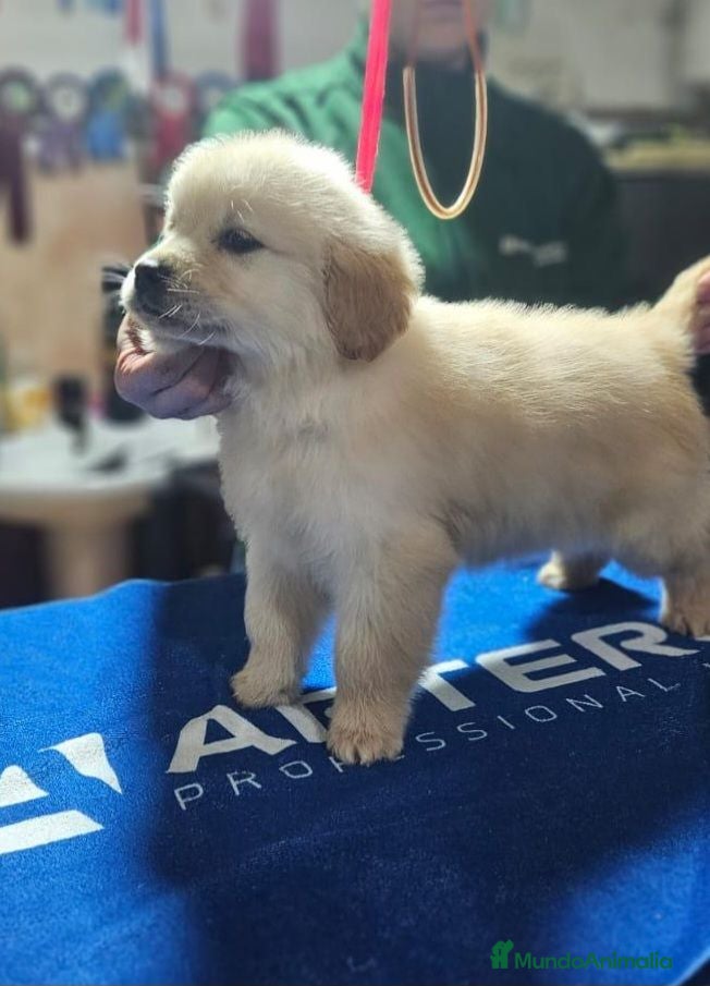 Golden Retriever perros Cachorros de golden retriever  - Anuncio 9