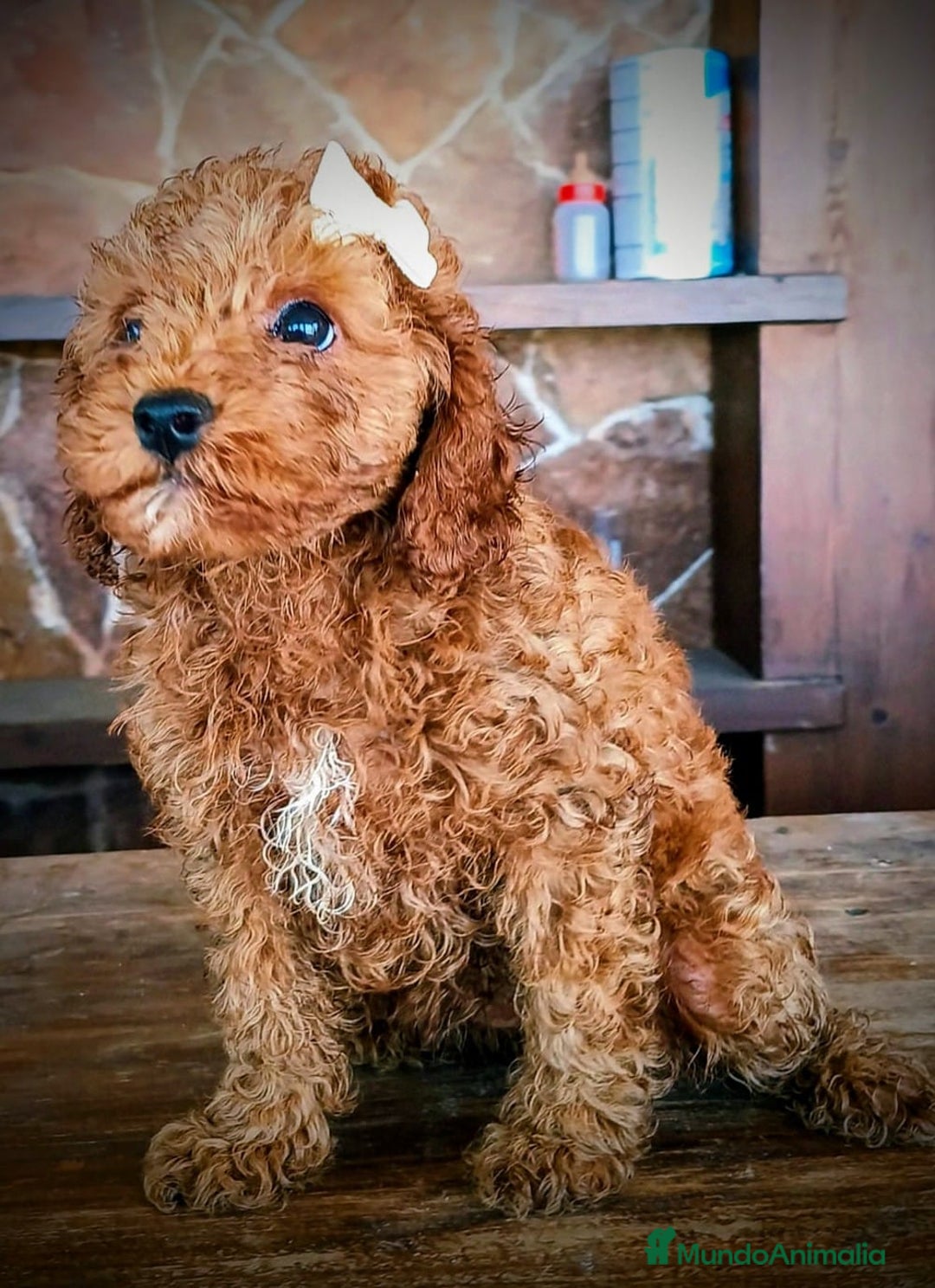 Raza Mixta perros en venta: Caniche apricot precio real  - Imagen 3