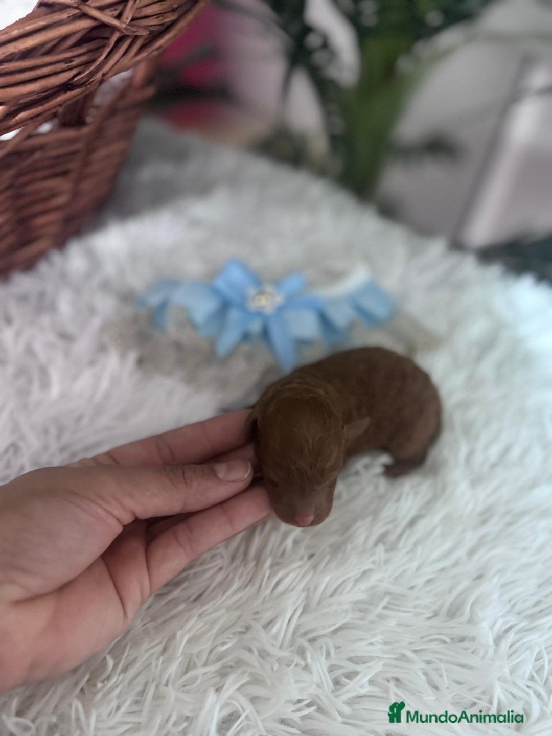 Caniche Toy perros en venta: CANICHE ROJO - Anuncio 6