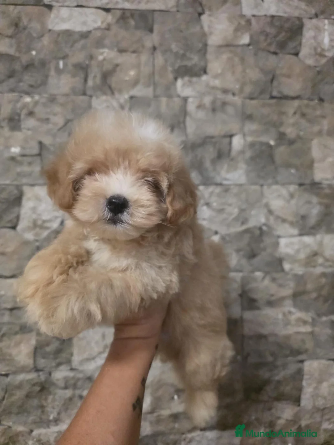 Maltipoo perros en venta: Maltipoo macho 50 💎asiático  - Anuncio 2
