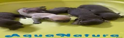 Chihuahua perros en venta: Camada Chihuahua de Gaga y Choc - Anuncio 3