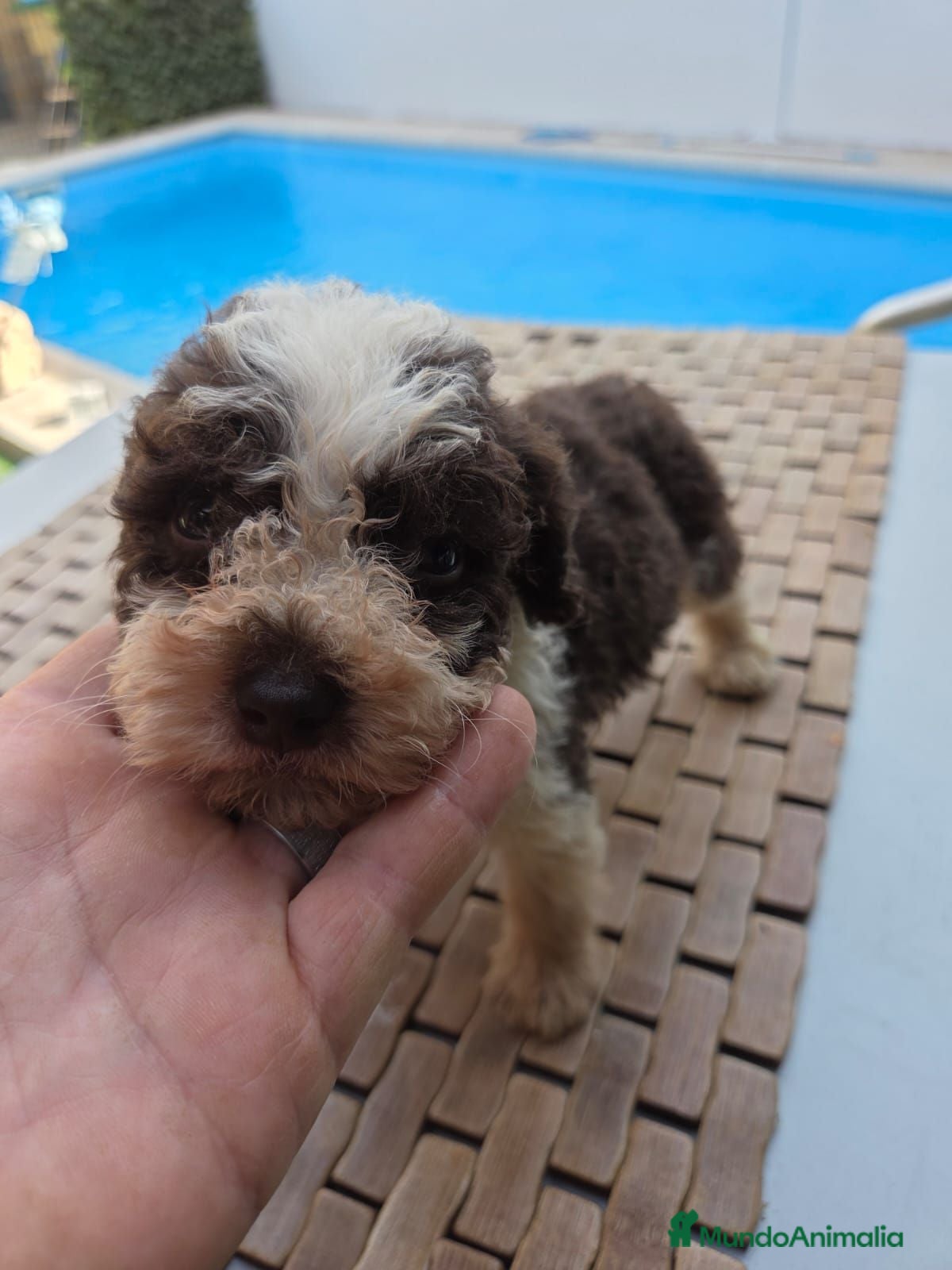 Perro de Agua Español perros Espectacular perro de agua - Anuncio 3