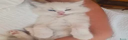 Ragdoll gatos en venta: Ragdoll - Anuncio 2