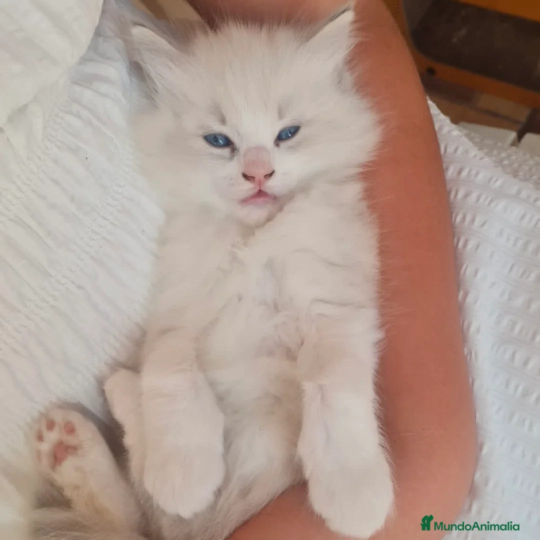 Ragdoll gatos en venta: Ragdoll - Anuncio 2