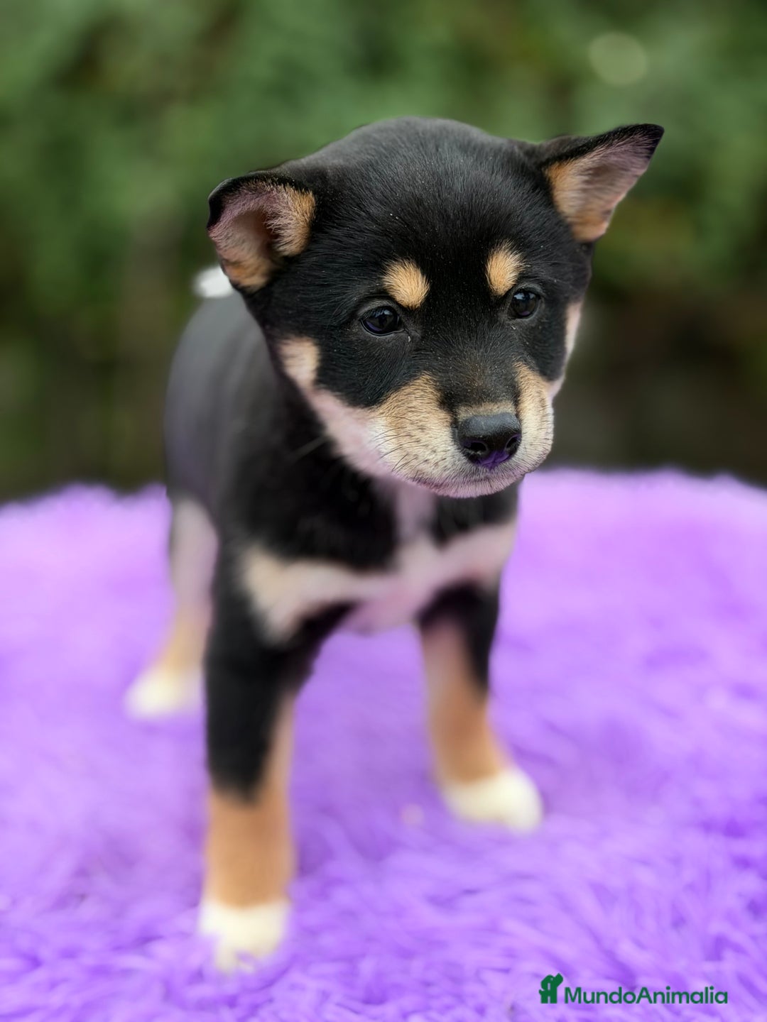 Shiba Inu perros en venta: Shiba Inu Negra  - Anuncio 5