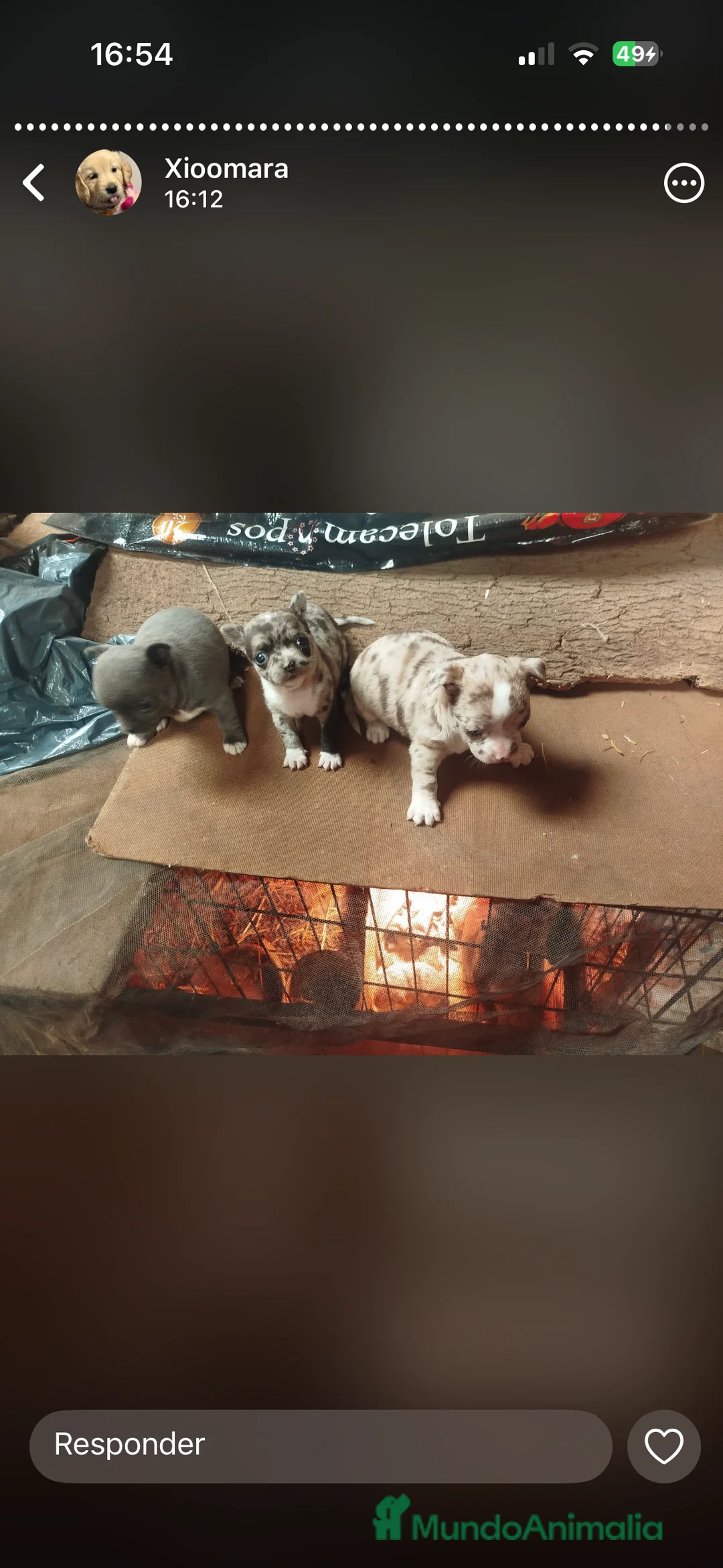 Chihuahua perros en venta: Espectaculares chihuahuas exóticos  en Cádiz - Anuncio 3