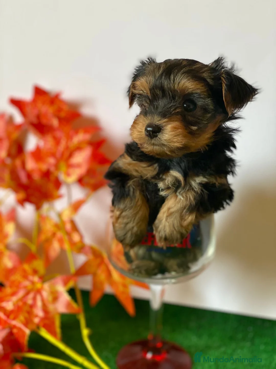 Yorkshire Terrier perros en venta: YORKSHIRE TOY //// DISPONIBLES !!!! en Badajoz - Anuncio 4