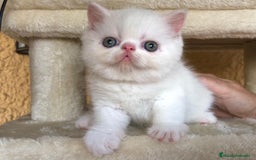 Exótico de Pelo Corto gatos en venta: Gatitos Persas Exóticos Machos - Imagen 4