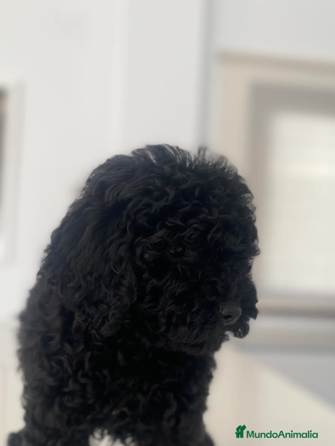 Caniche Toy perros en venta: Caniche toy hembra  - Anuncio 2