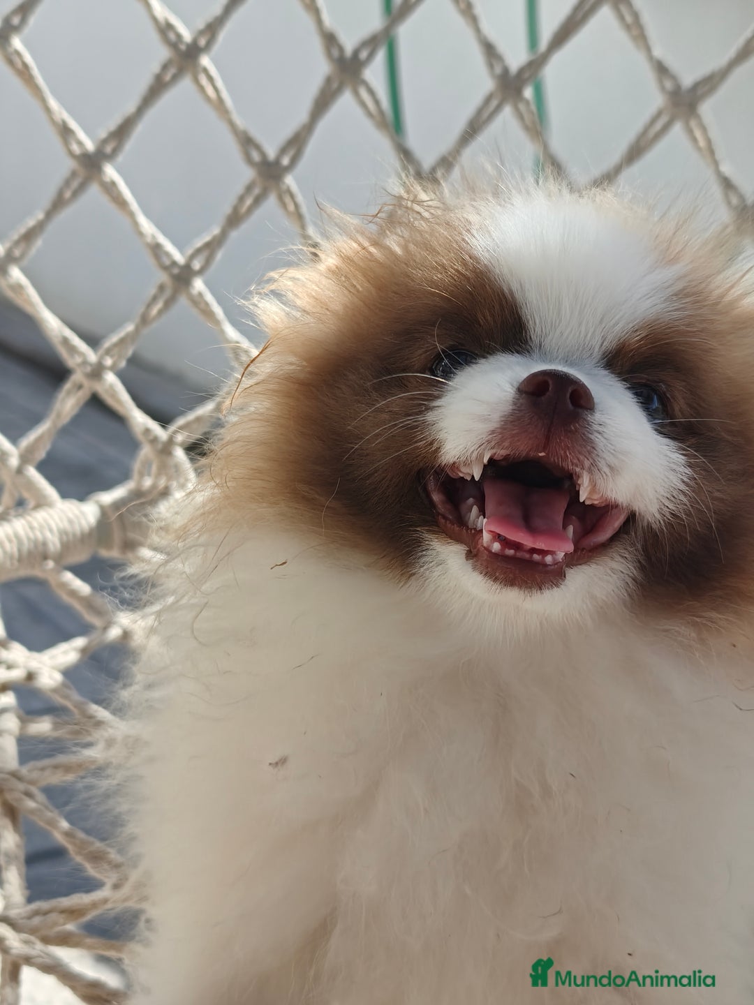 Pomerania perros en venta: Pomerania hembra excelente pedigree  - Imagen 5