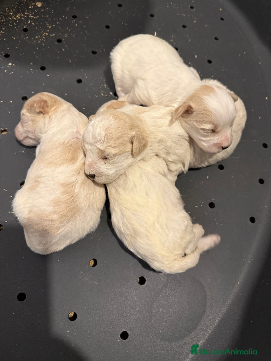 Maltipoo perros en venta: MALTIPOOS  - Anuncio 2