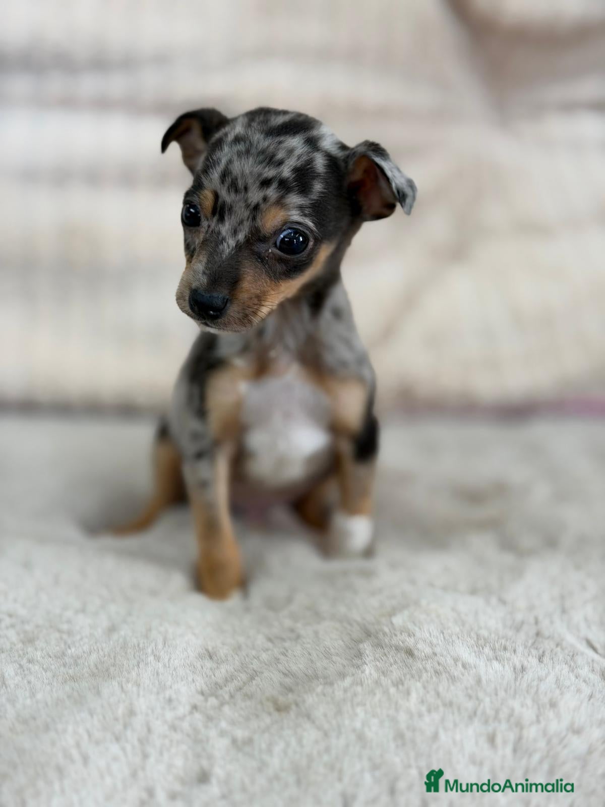 Pinscher Miniatura perros MINIPINSCHER MERLE EXÓTICO MACHO - Anuncio 1