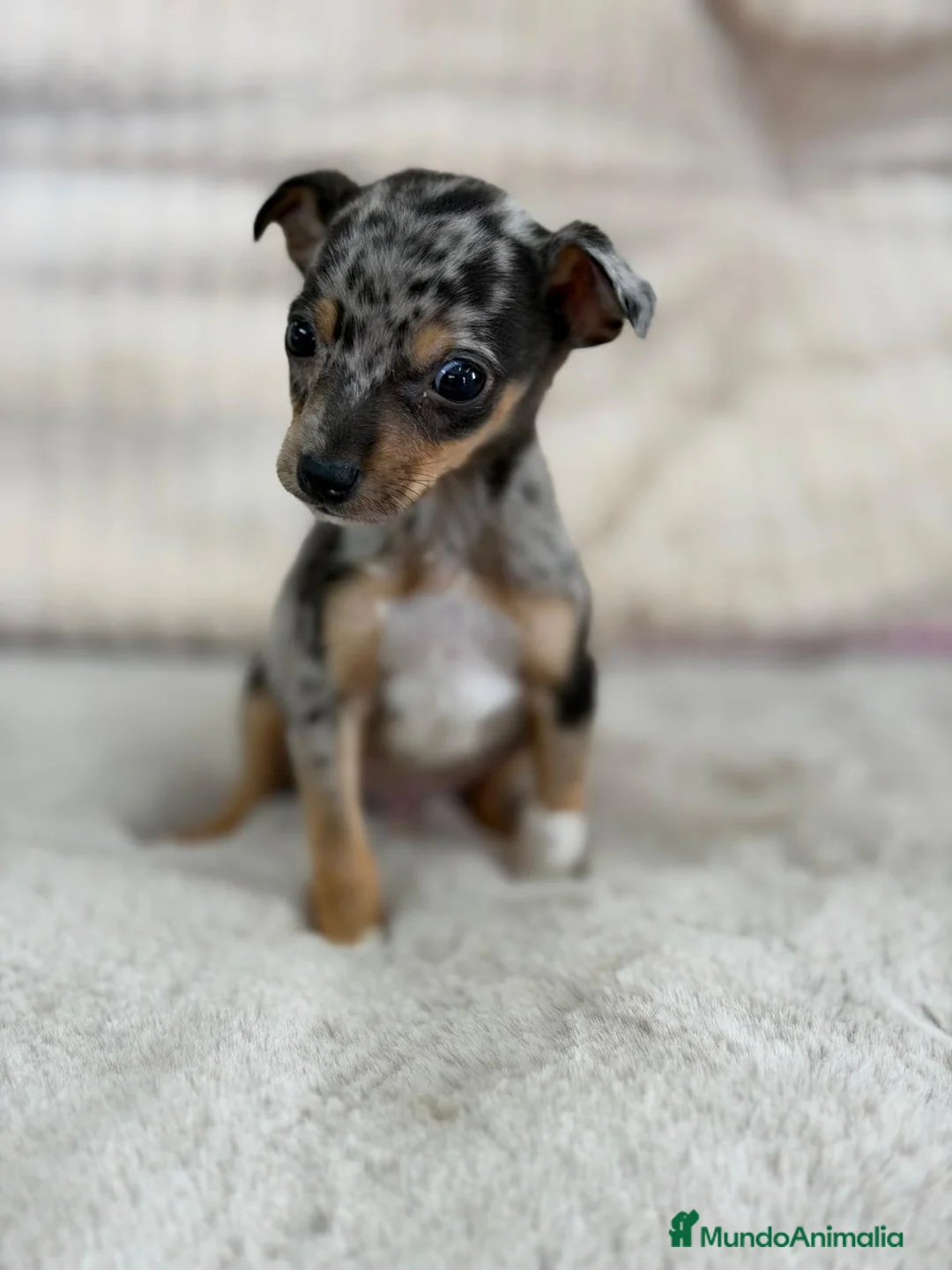 Pinscher Miniatura perros en venta: MINIPINSCHER MERLE EXÓTICO MACHO - Anuncio 1