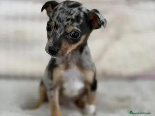 Pinscher Miniatura perros MINIPINSCHER MERLE EXÓTICO MACHO - Anuncio 1