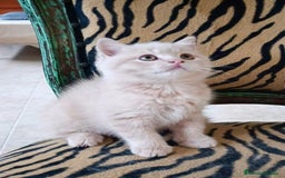 Scottish Straight gatos en venta: Gatito Scottish straight  - Imagen 2